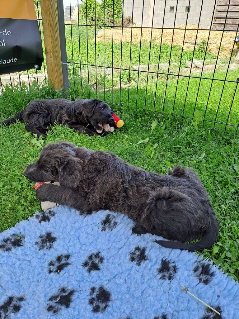 2 CHIOTS A RESERVER