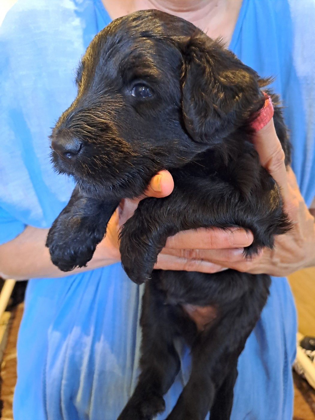 Des Opales Bleues - Chiots disponibles - Berger de Brie