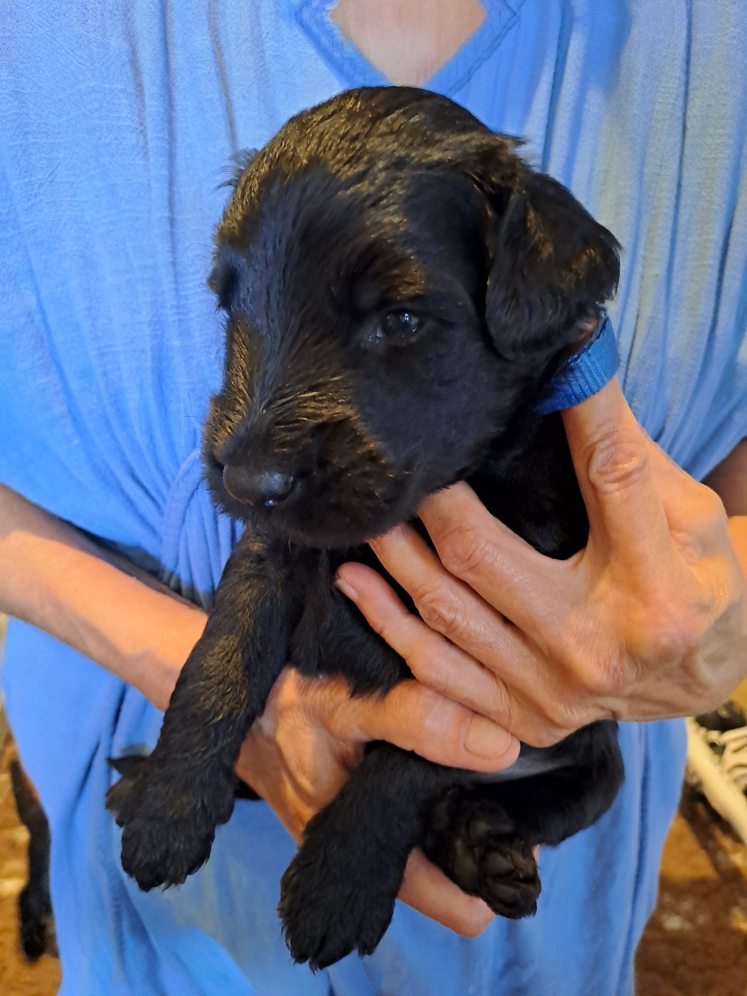 Des Opales Bleues - Chiots disponibles - Berger de Brie