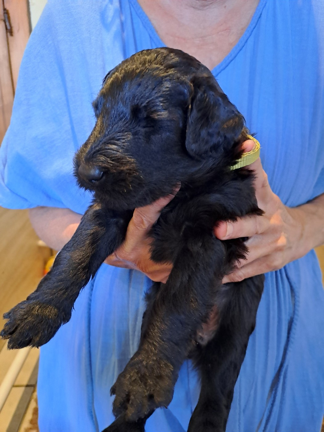 Des Opales Bleues - Chiots disponibles - Berger de Brie