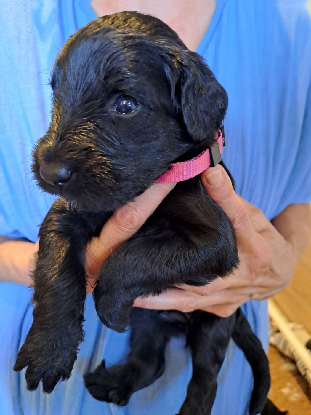 Des Opales Bleues - Chiots disponibles - Berger de Brie
