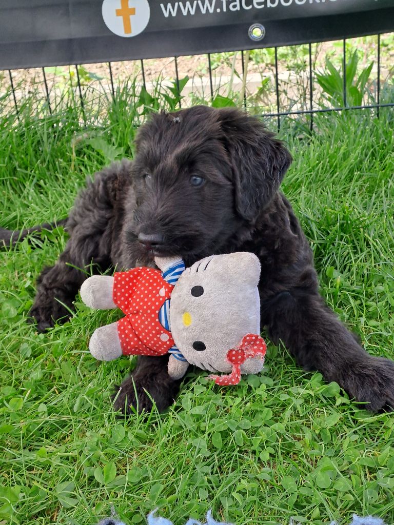 Des Opales Bleues - Chiots disponibles - Berger de Brie
