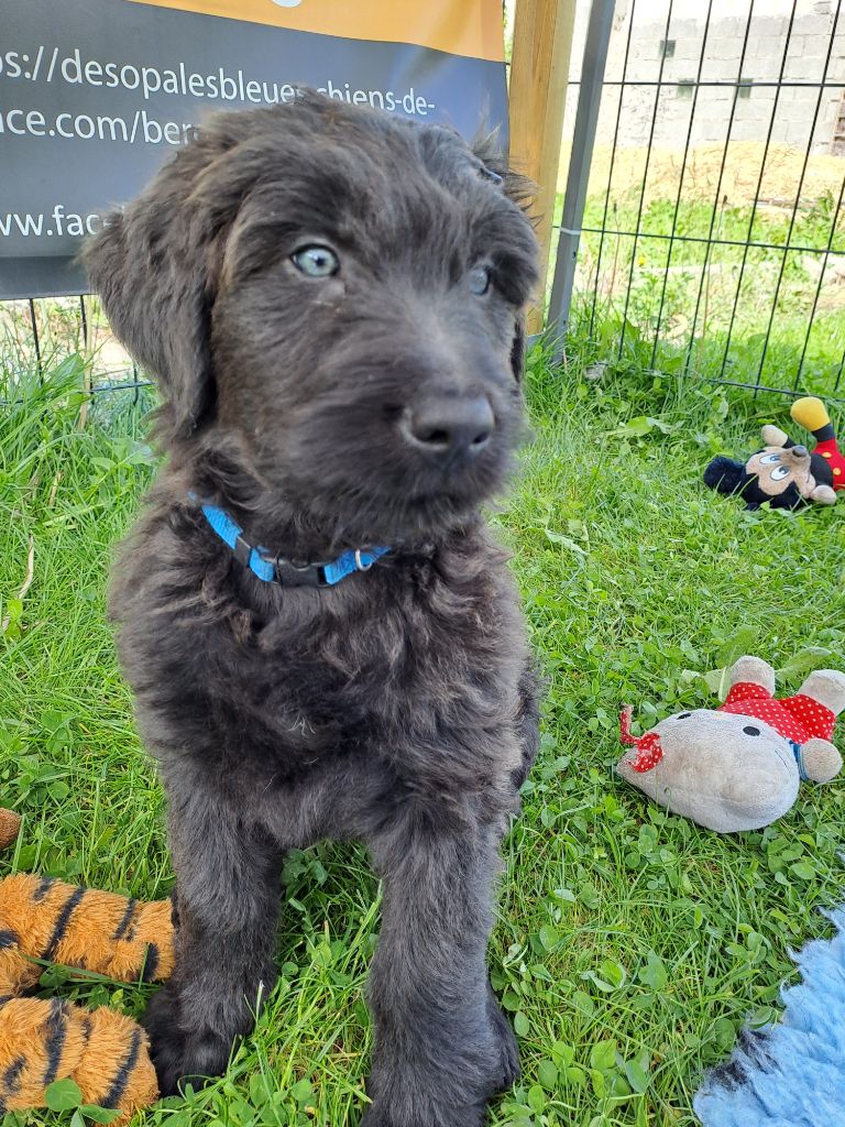 Des Opales Bleues - Chiots disponibles - Berger de Brie